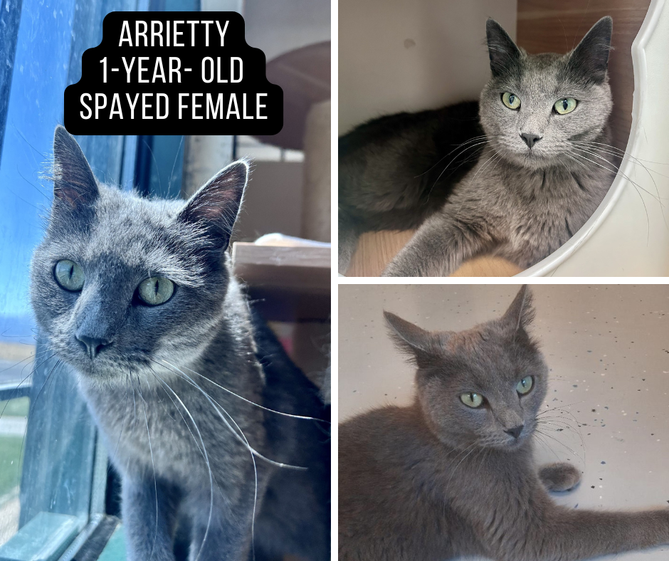 Adoptable cat named Arrietty.