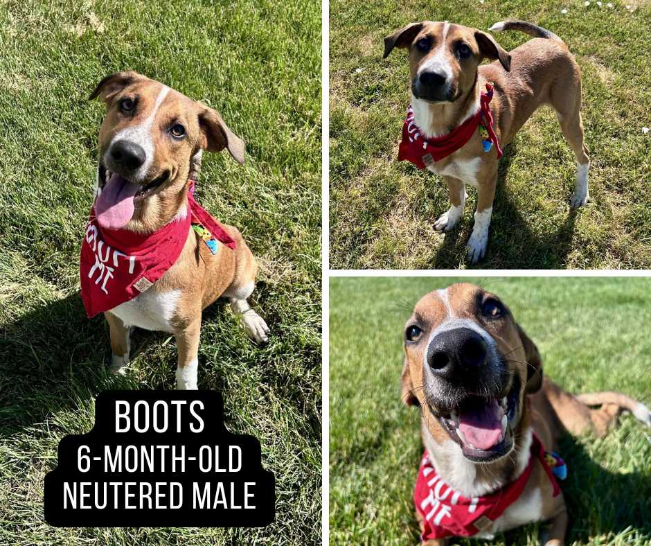 Adoptable dog named Boots.