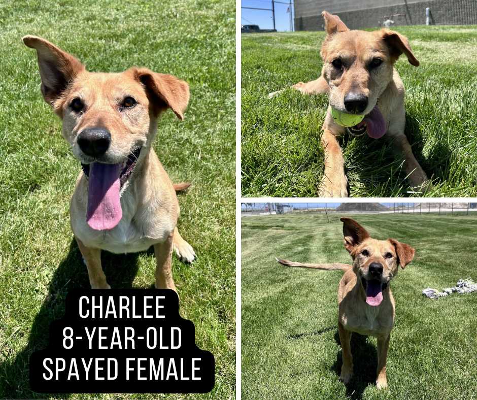 Adoptable dog named Charlee.