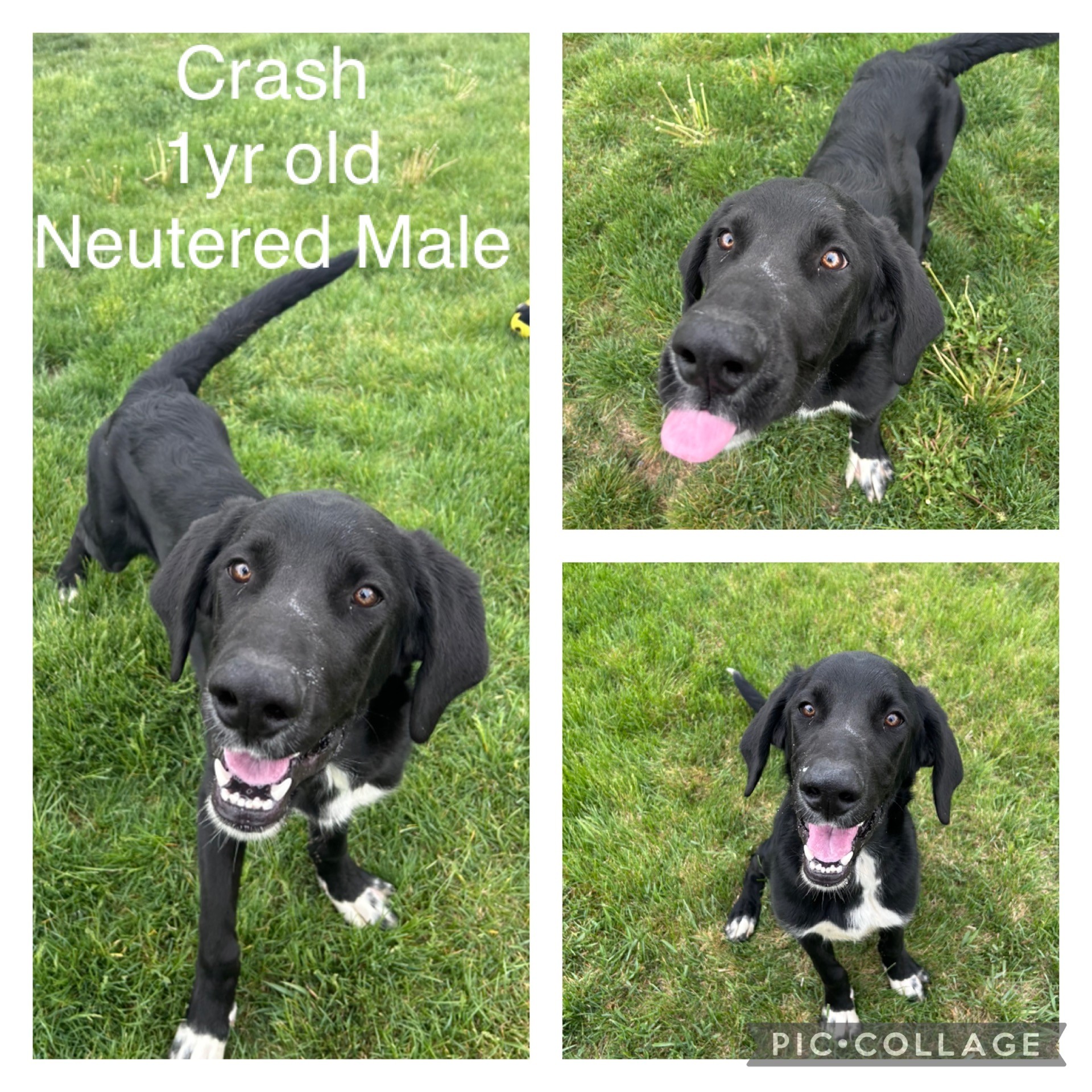 Adoptable dog named Crash.