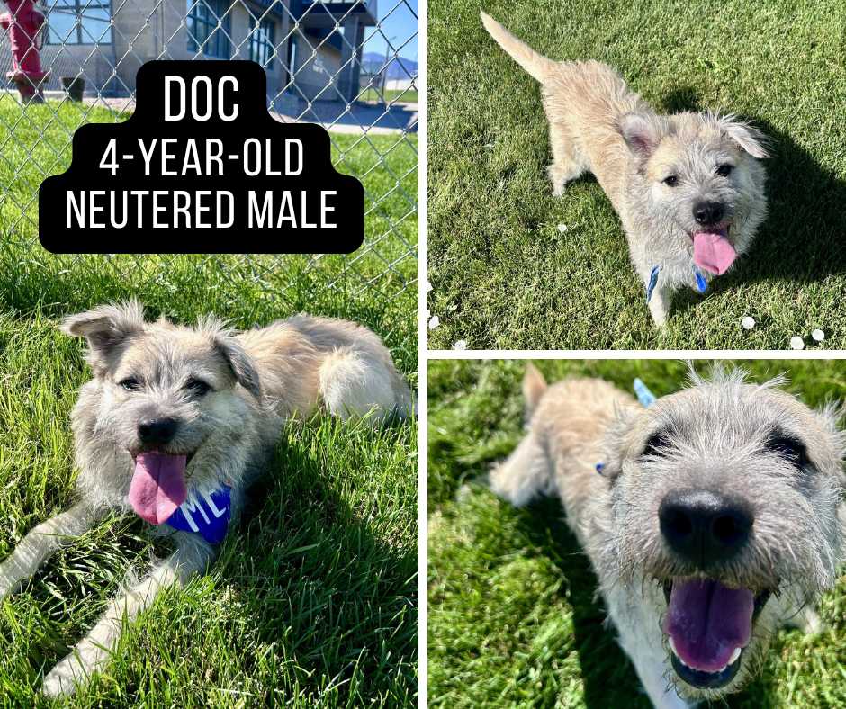 Adoptable dog named Doc.