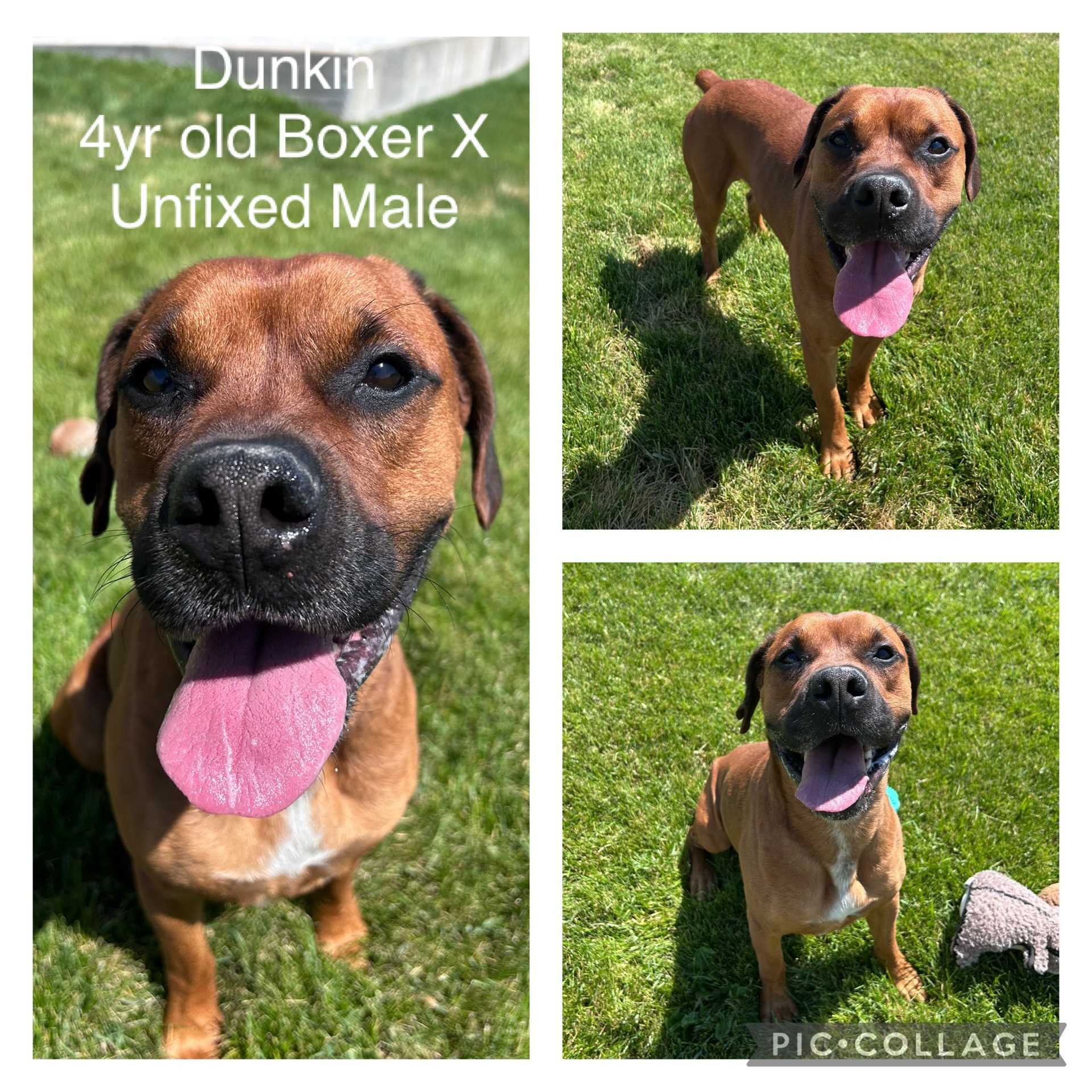 Adoptable dog named Dunkin.