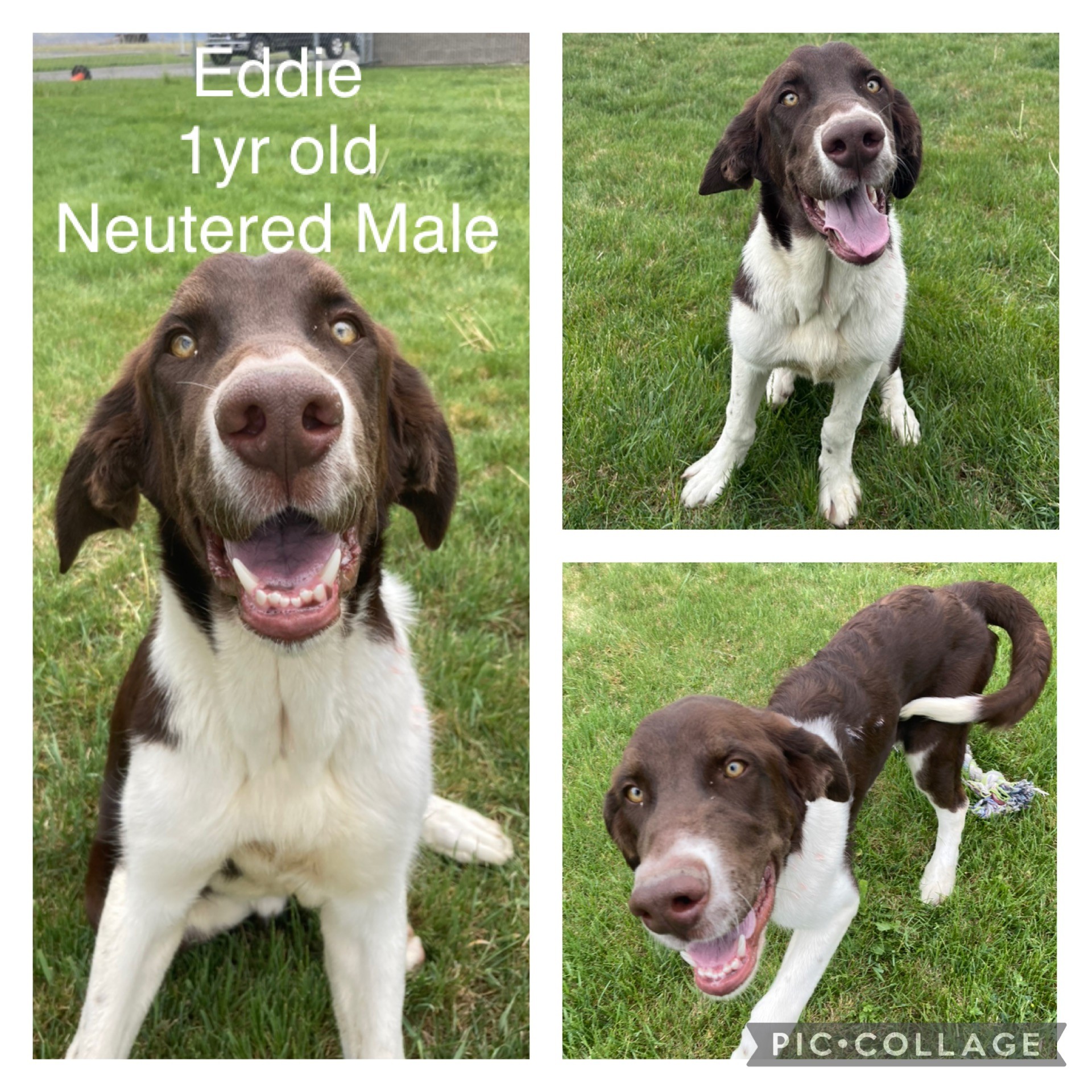 Adoptable dog named Eddie. 