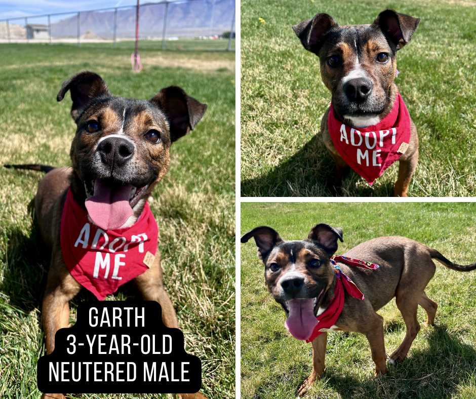 Adoptable dog named Garth.