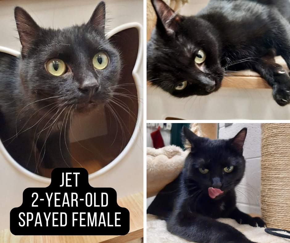 Adoptable cat named Jet.