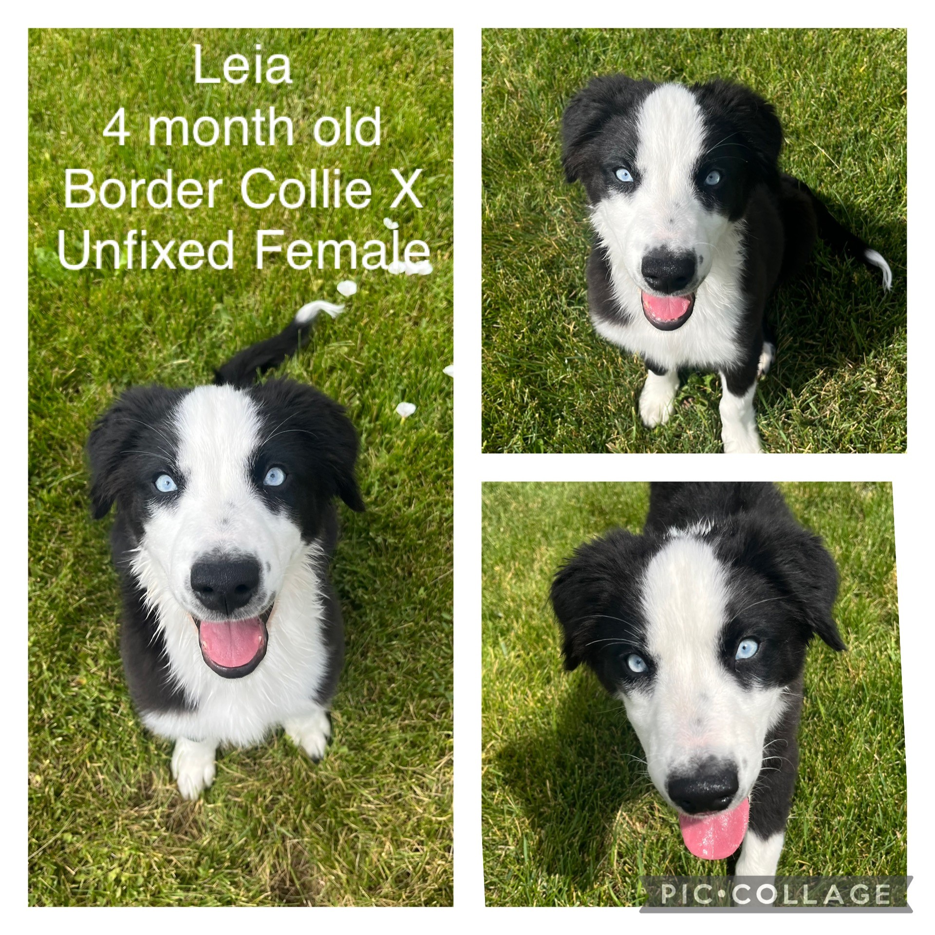 Adoptable dog named Leia.