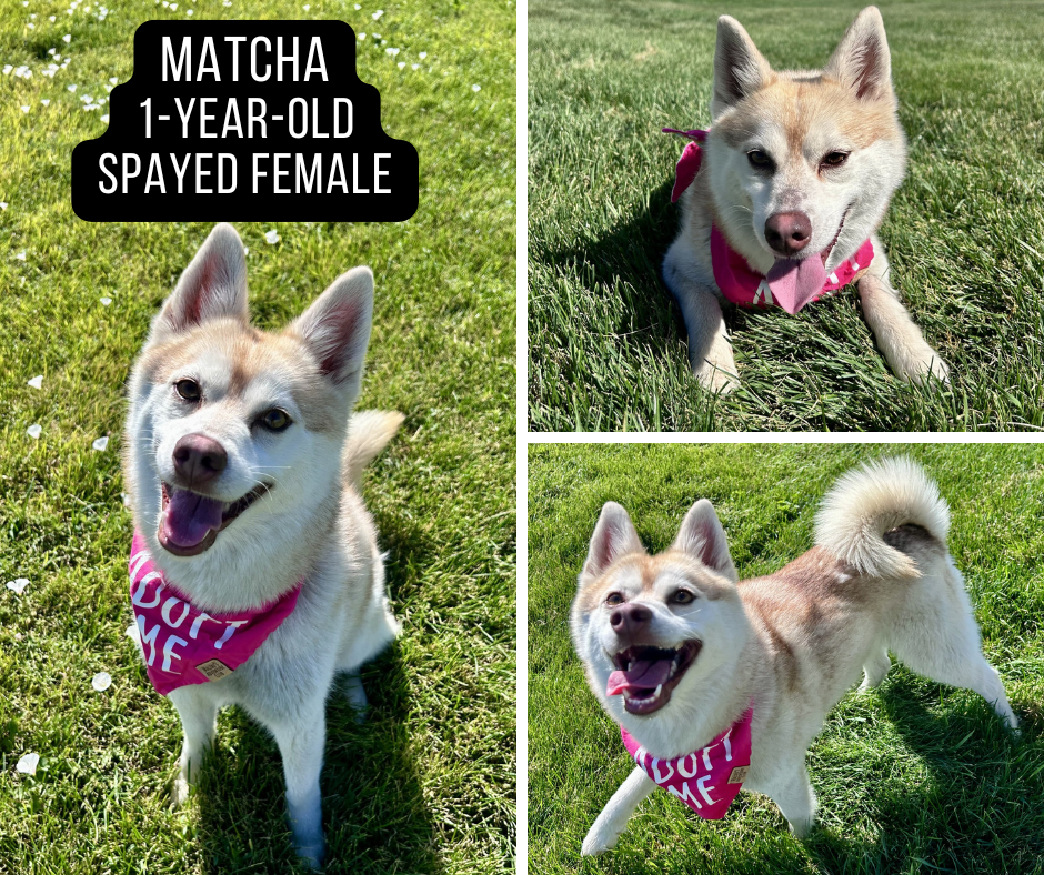 Adoptable dog named Matcha.