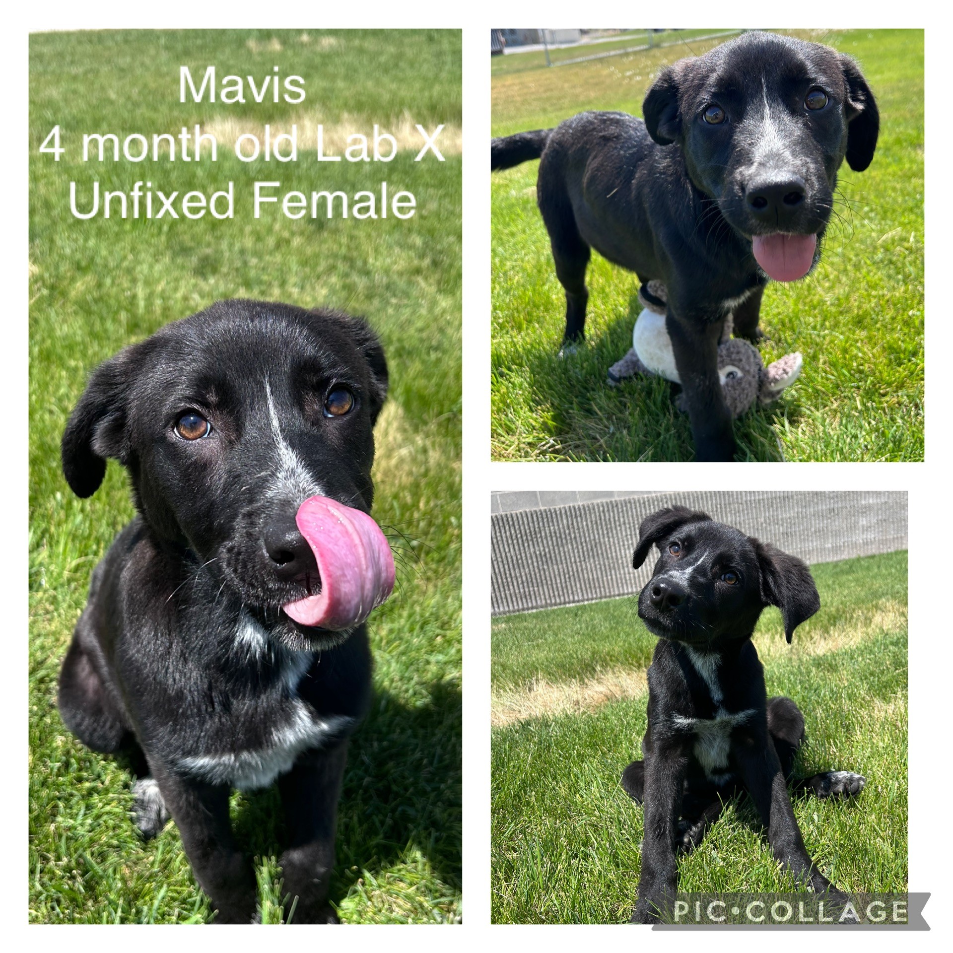 Adoptable dog named Mavis.