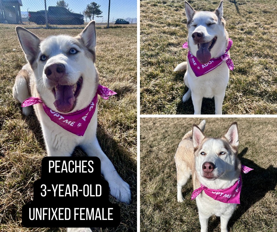 Adoptable dog named Peaches.