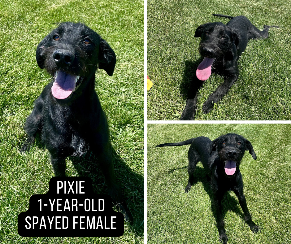 Adoptable dog named Pixie.