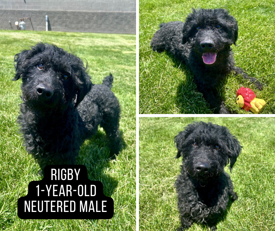 Adoptable dog named Rigby.