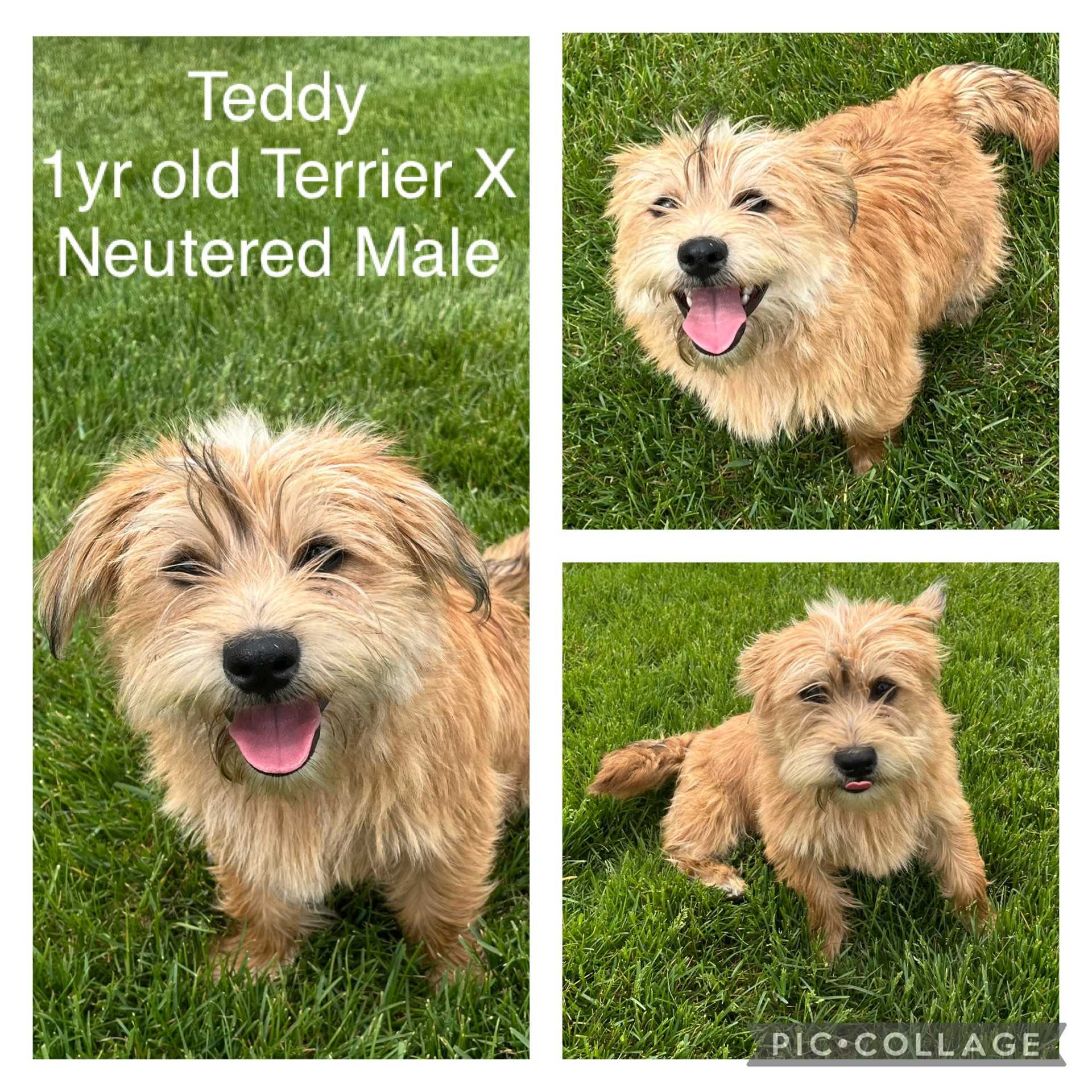 Adoptable Terrier named Teddy.