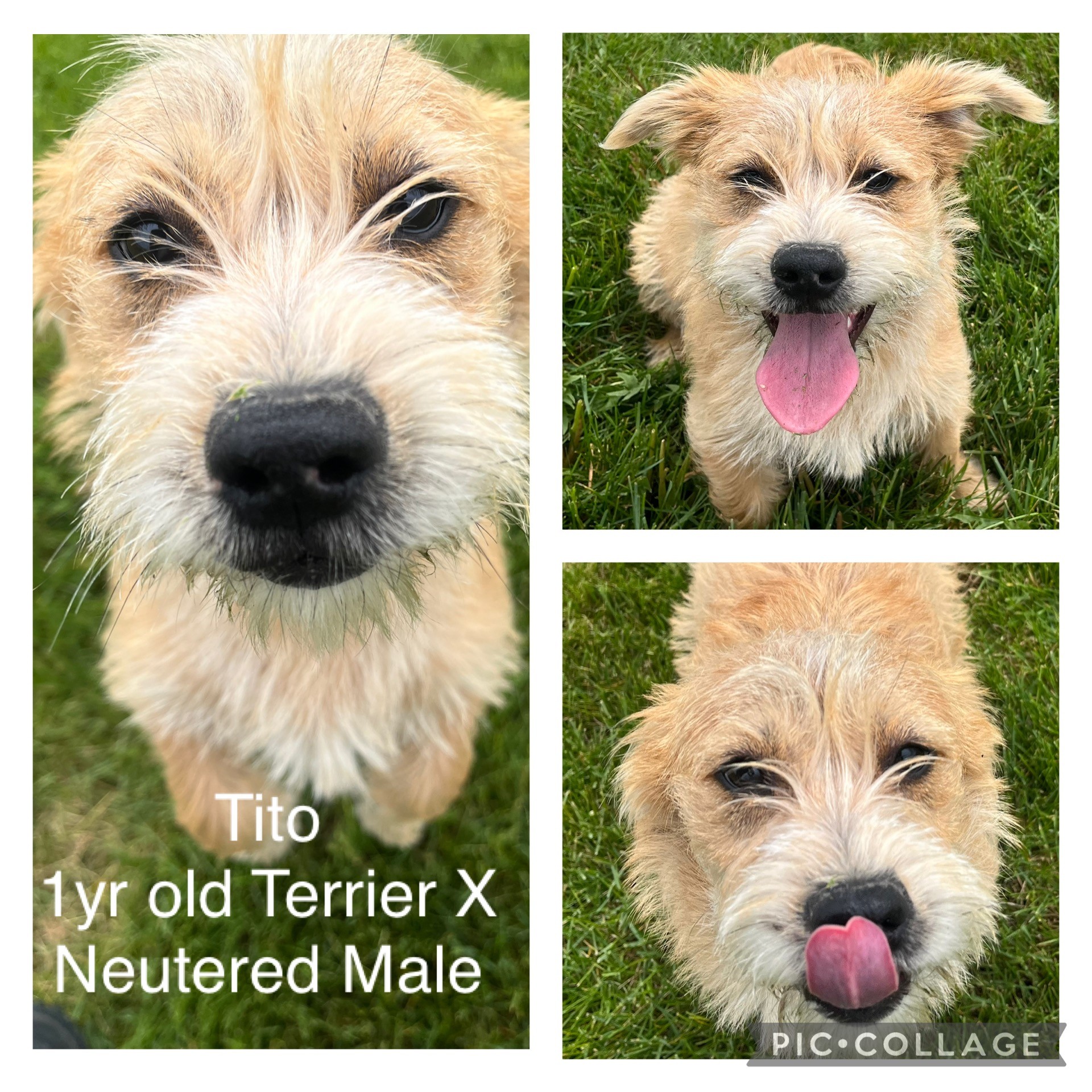 Adoptable dog named Tito.