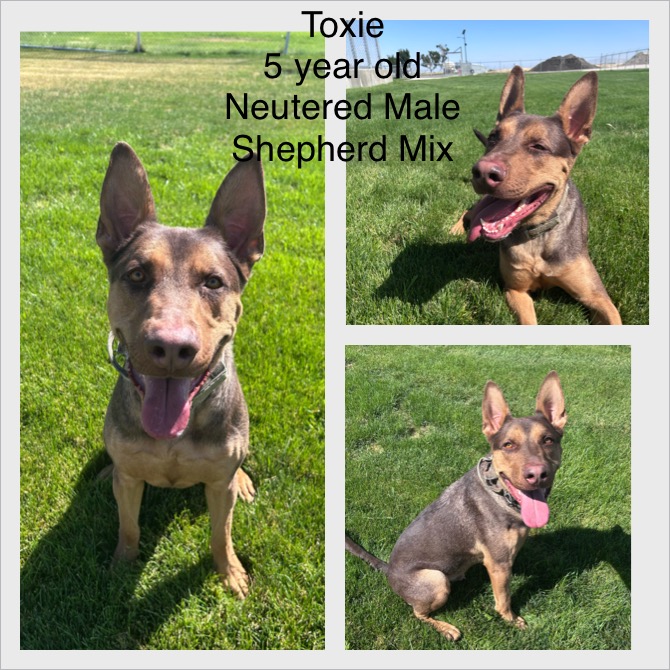 Adoptable dog named Toxie.
