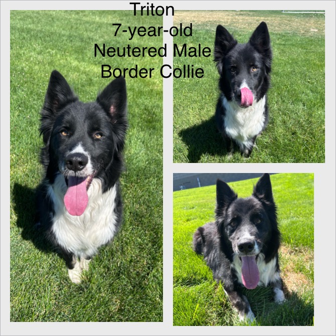 Adoptable dog named Triton.