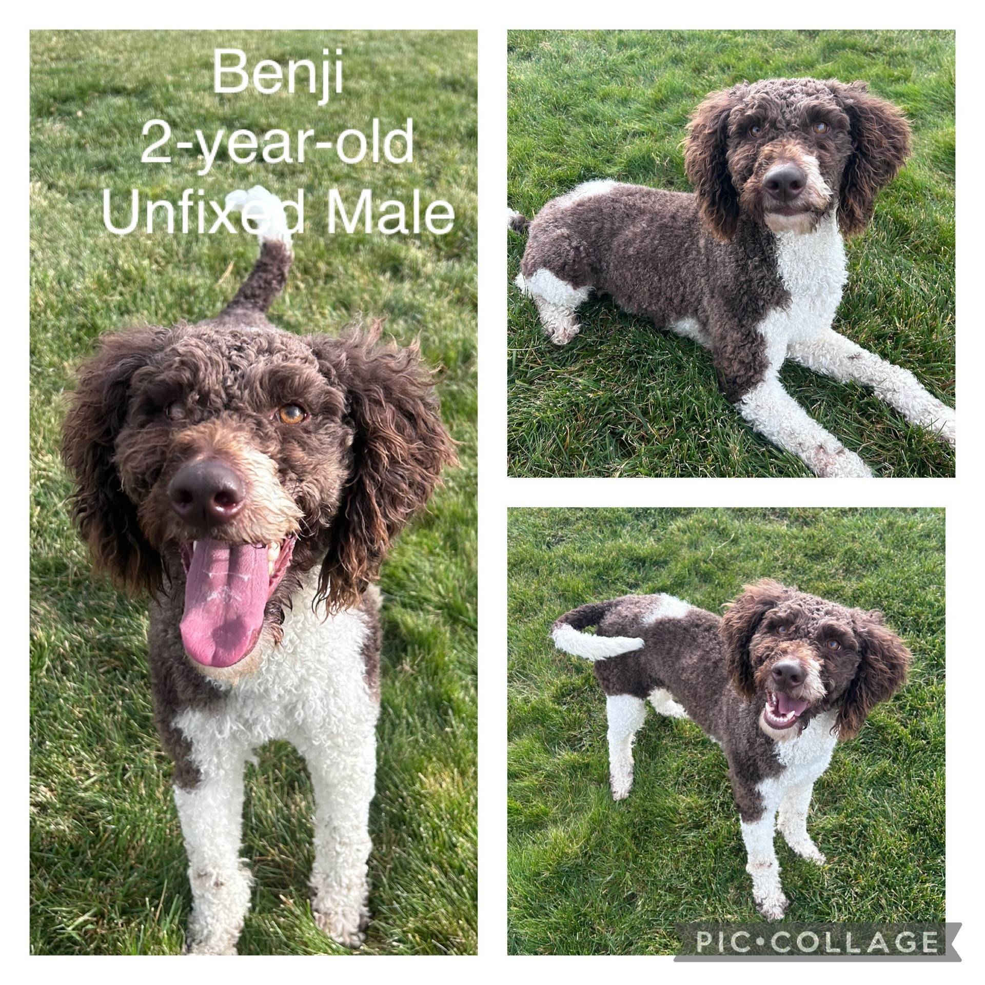 Adoptable dog named Benji.