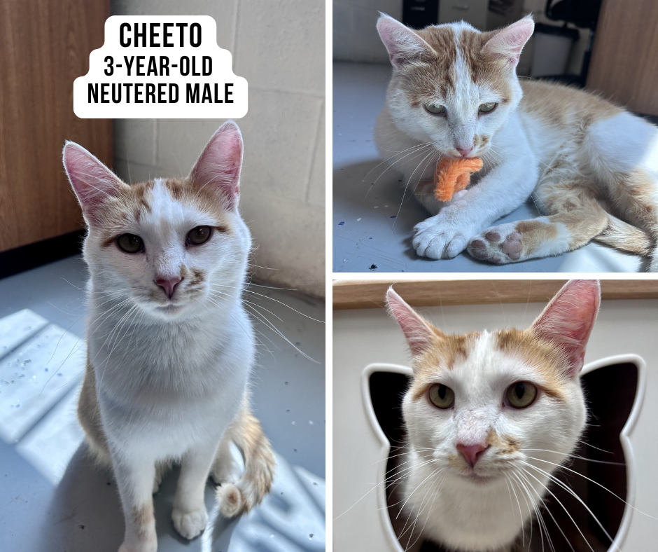 Cheeto
