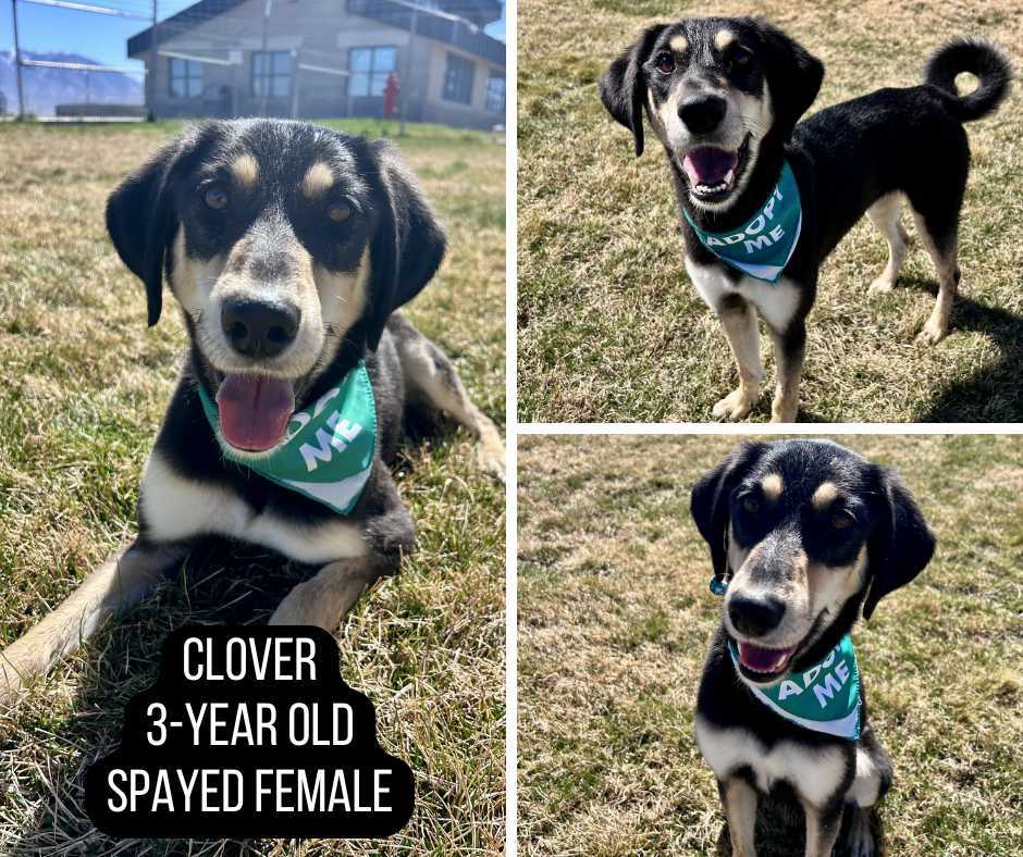 Adoptable 3 year old female dog named Clover.