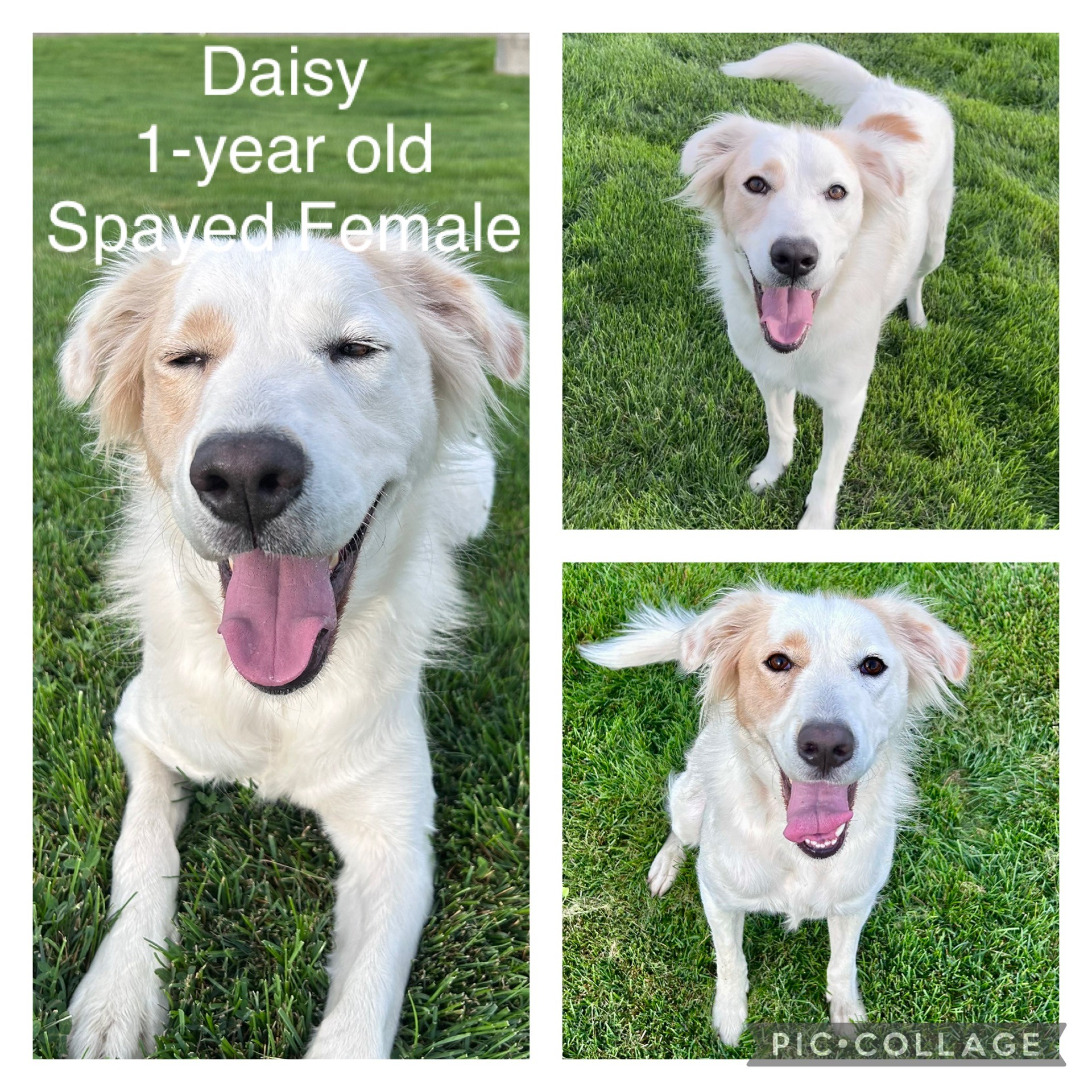 Adoptable dog named Daisy.