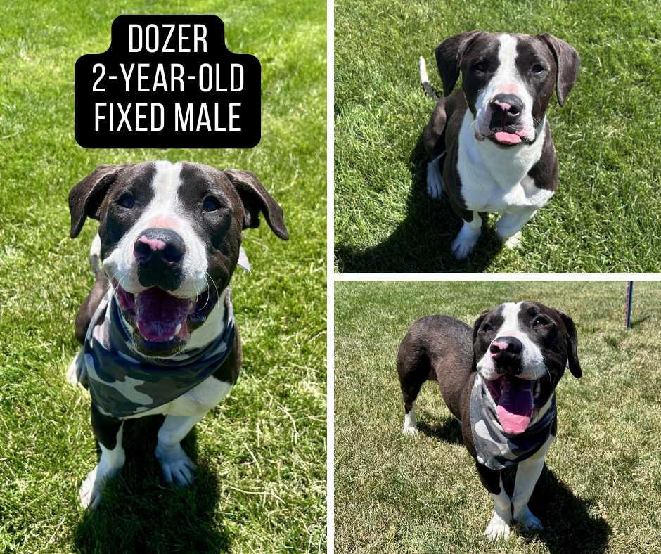 Adoptable dog named dozer.