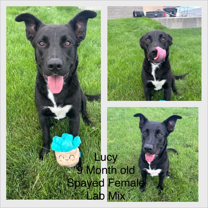 Adoptable dog named Lucy.