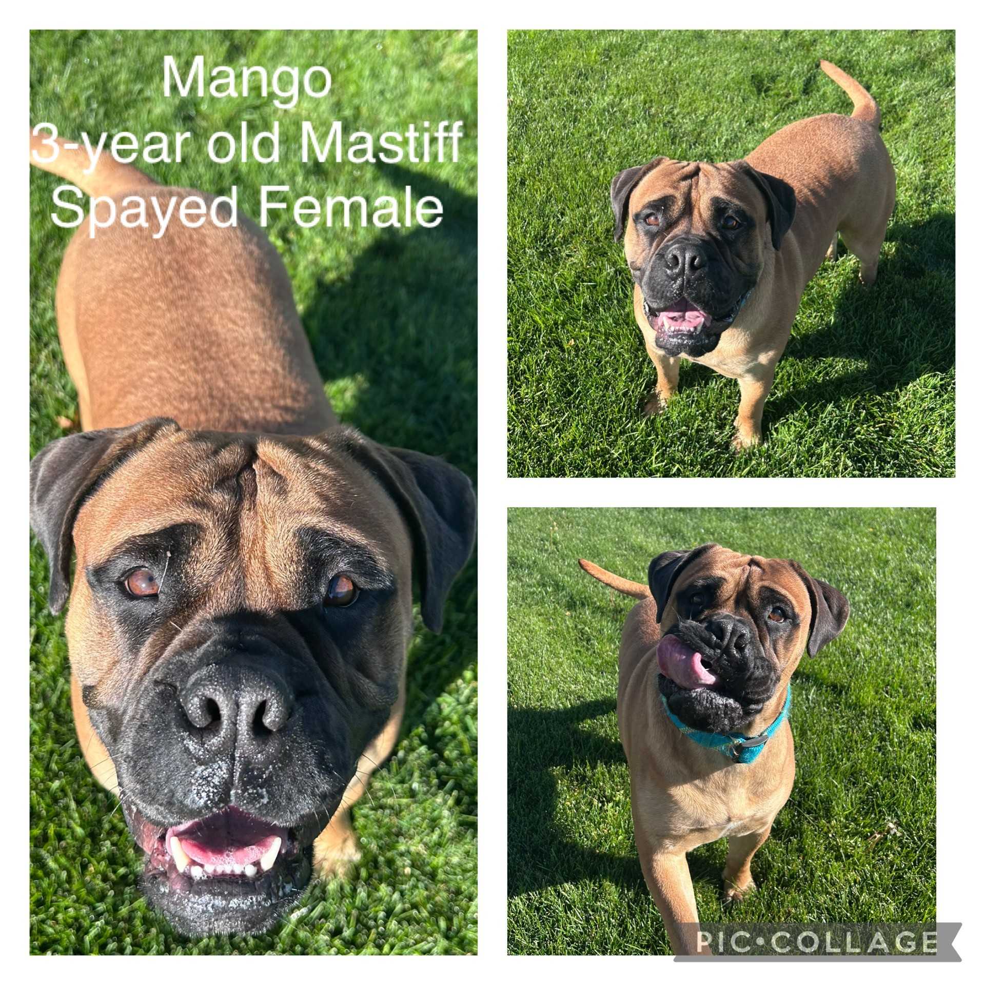 Adoptable dog named Mango.