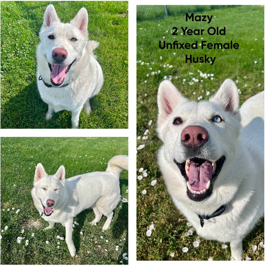 Adoptable dog named Mazy.