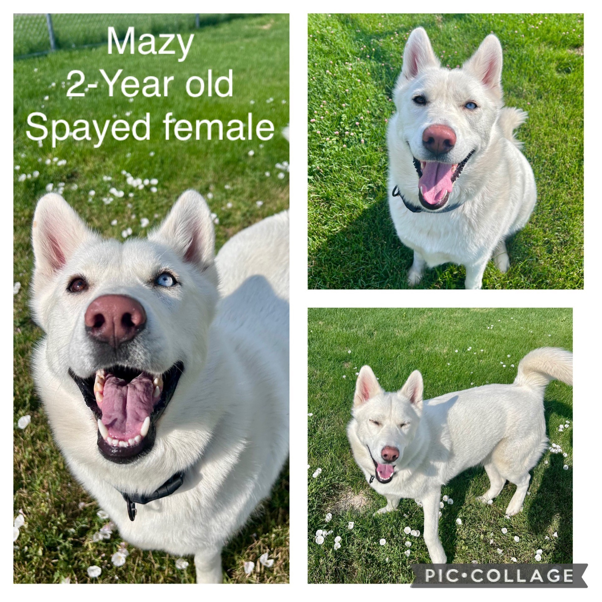 Adoptable dog named Mazy.