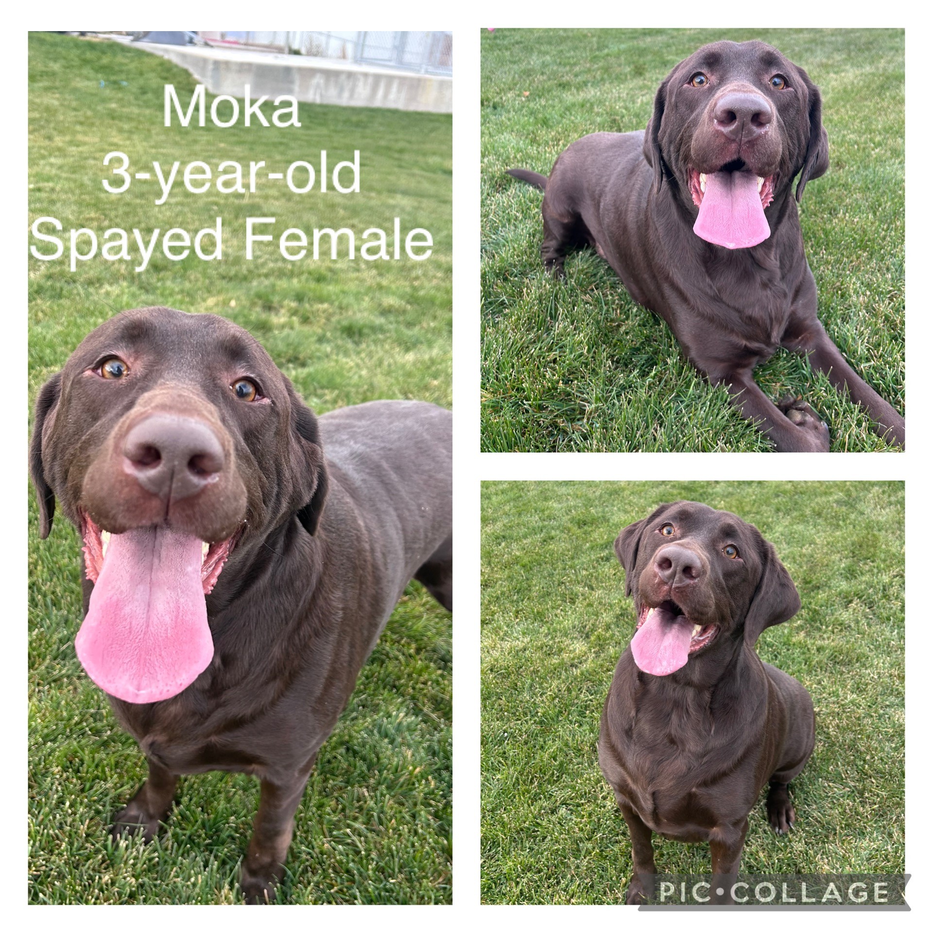 Adoptable dog named Moka.