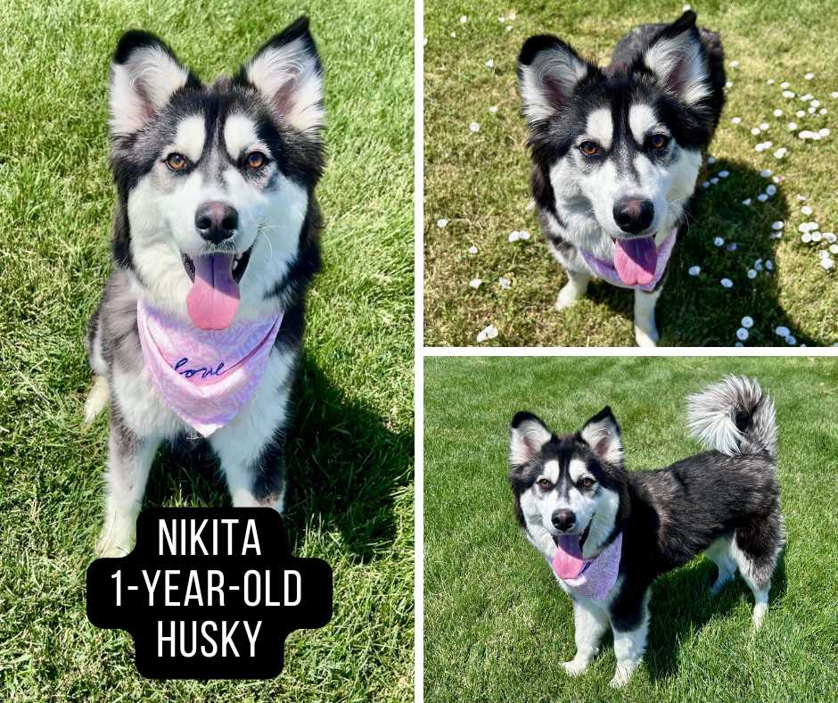 Adoptable husky named Nikita.