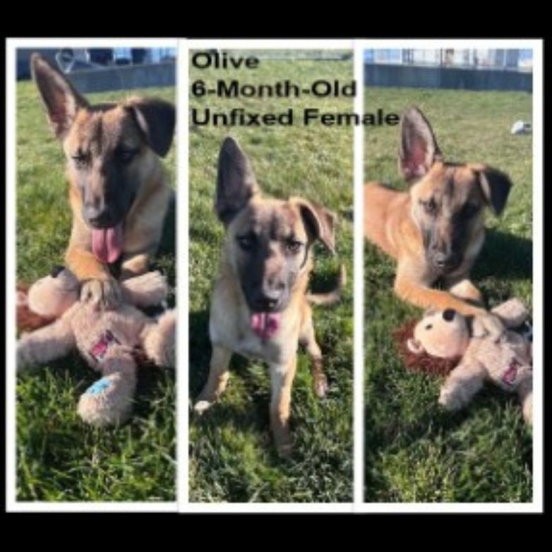 Adoptable dog named Olive.