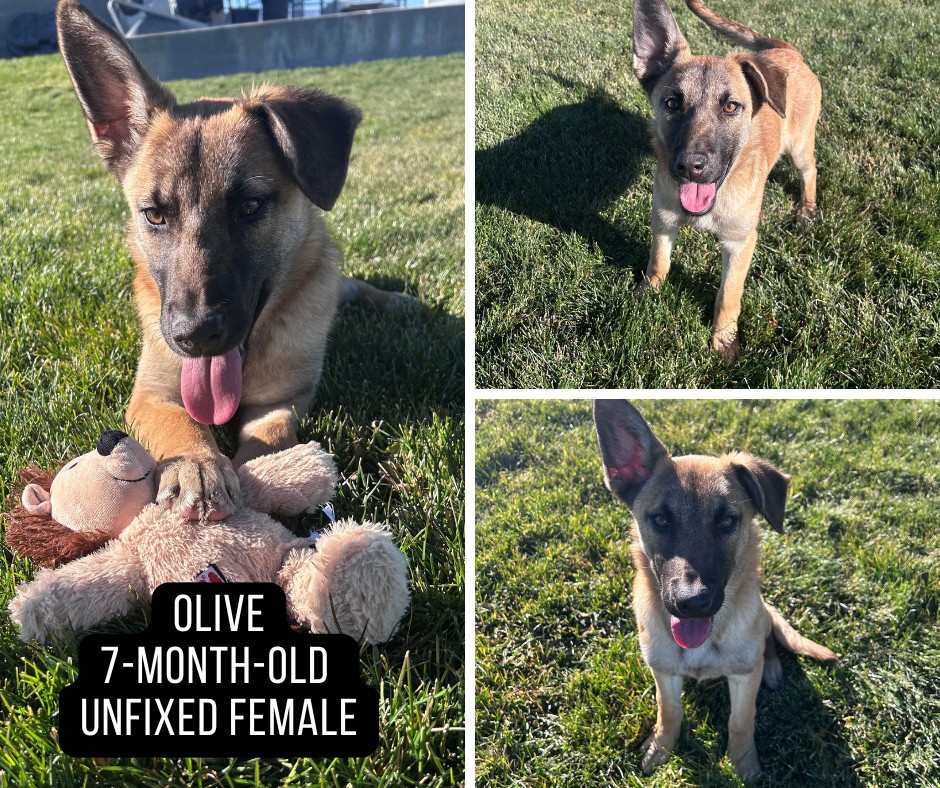 Adoptable dog named Olive.