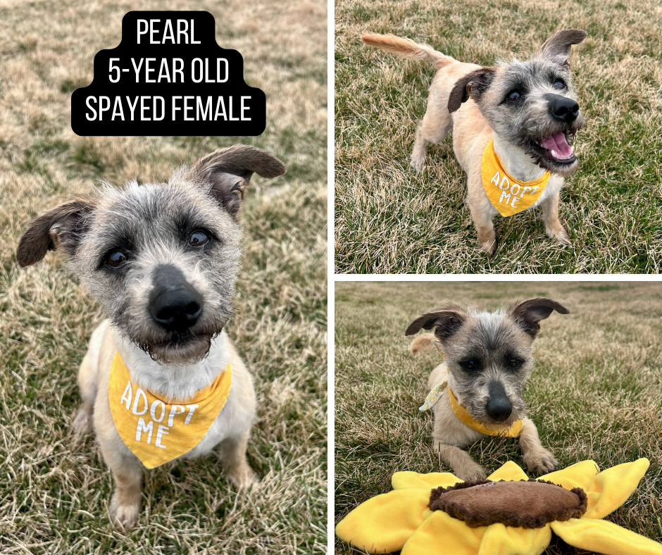 Adoptable 5 year old female dog named Pearl.