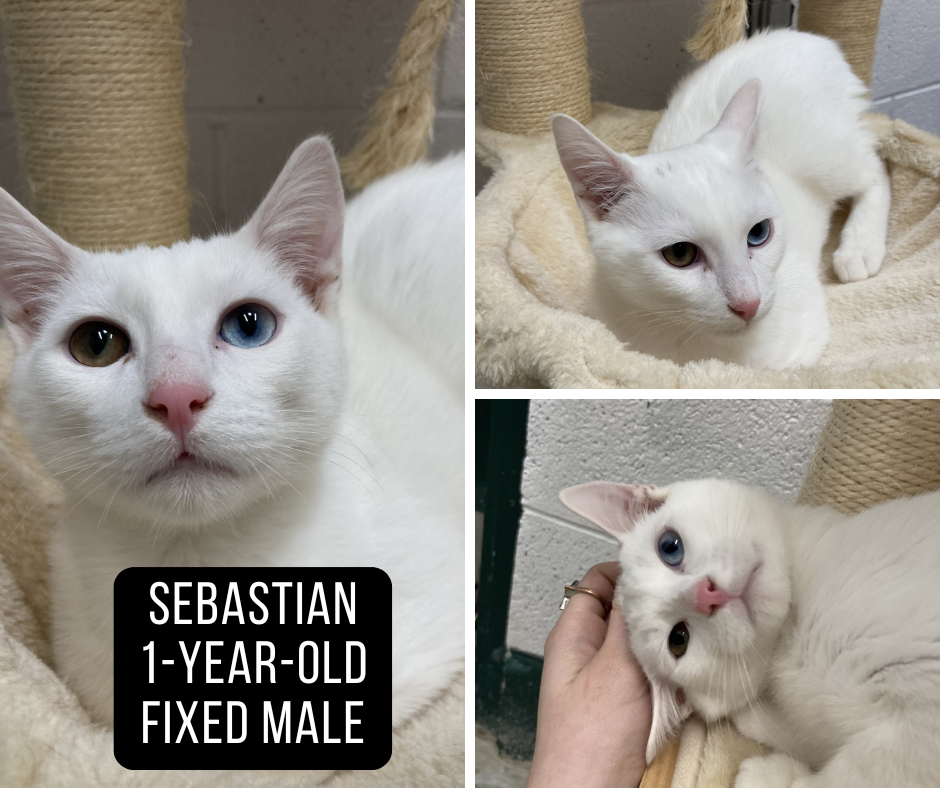 Adoptable cat named Sebastian.