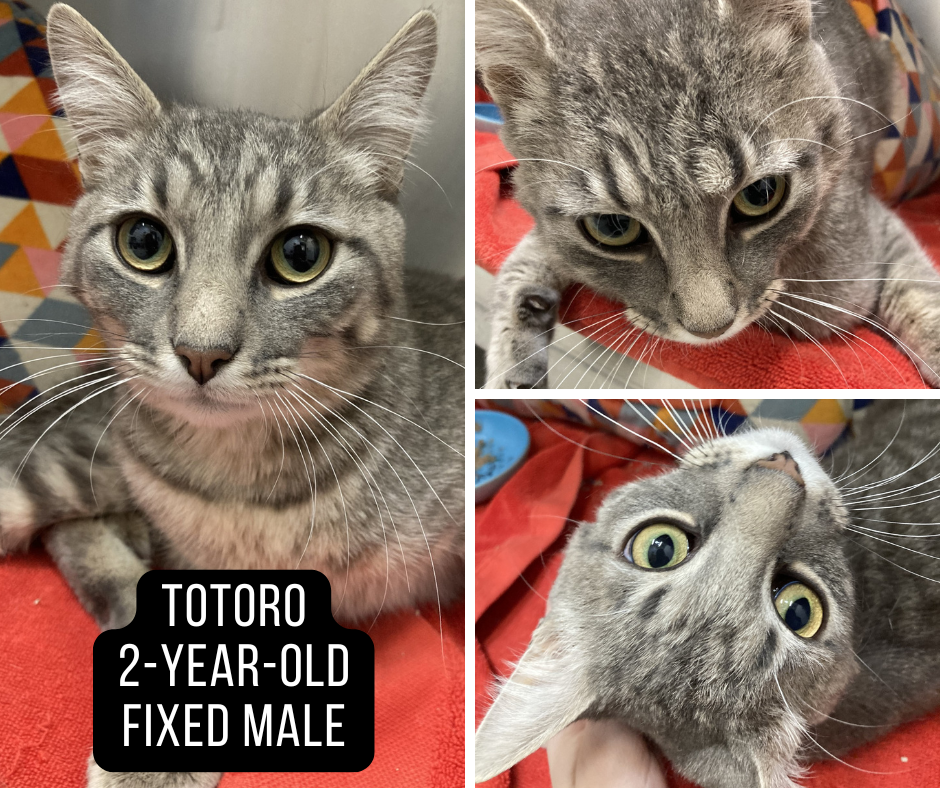 Adoptable cat named Totoro.