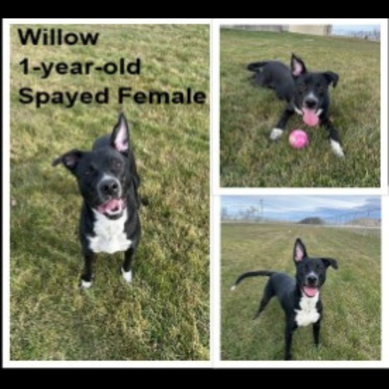 Adoptable dog named Willow.