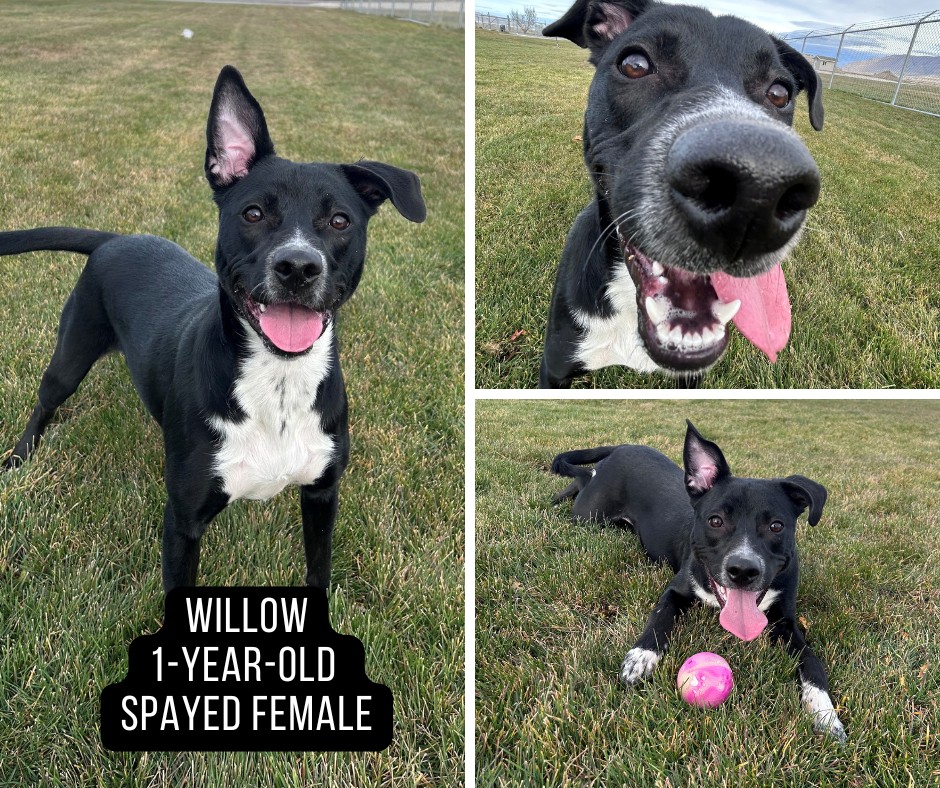 Adoptable dog named Willow. 