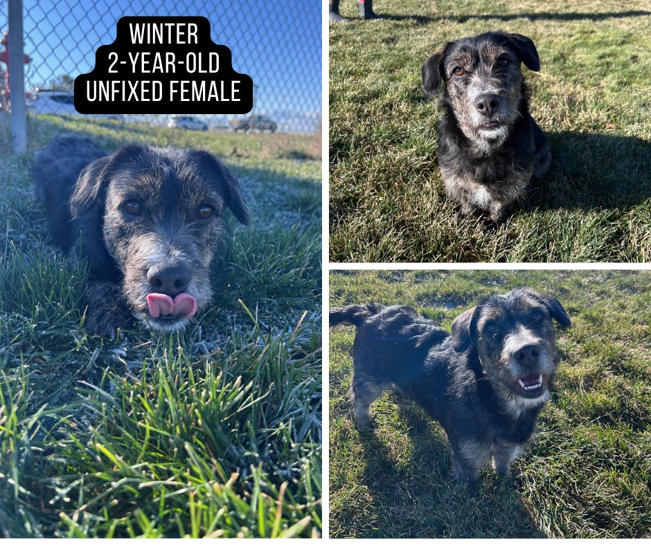 Adoptable dog named Winter.