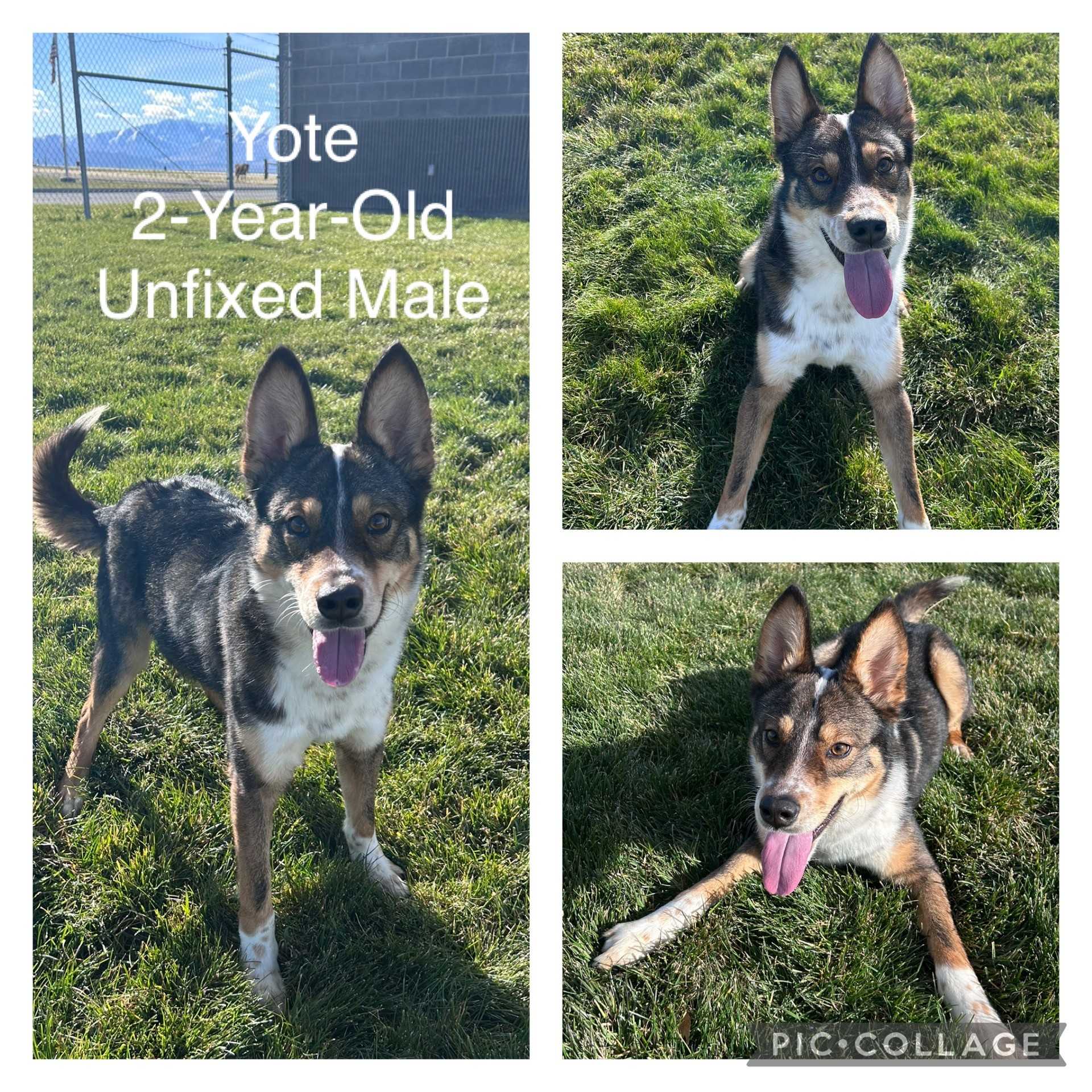 Adoptable dog named Yote.
