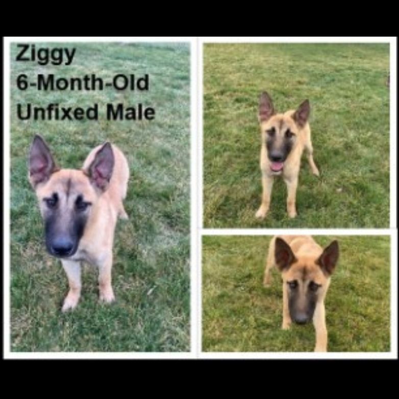 Adoptable dog named Ziggy.