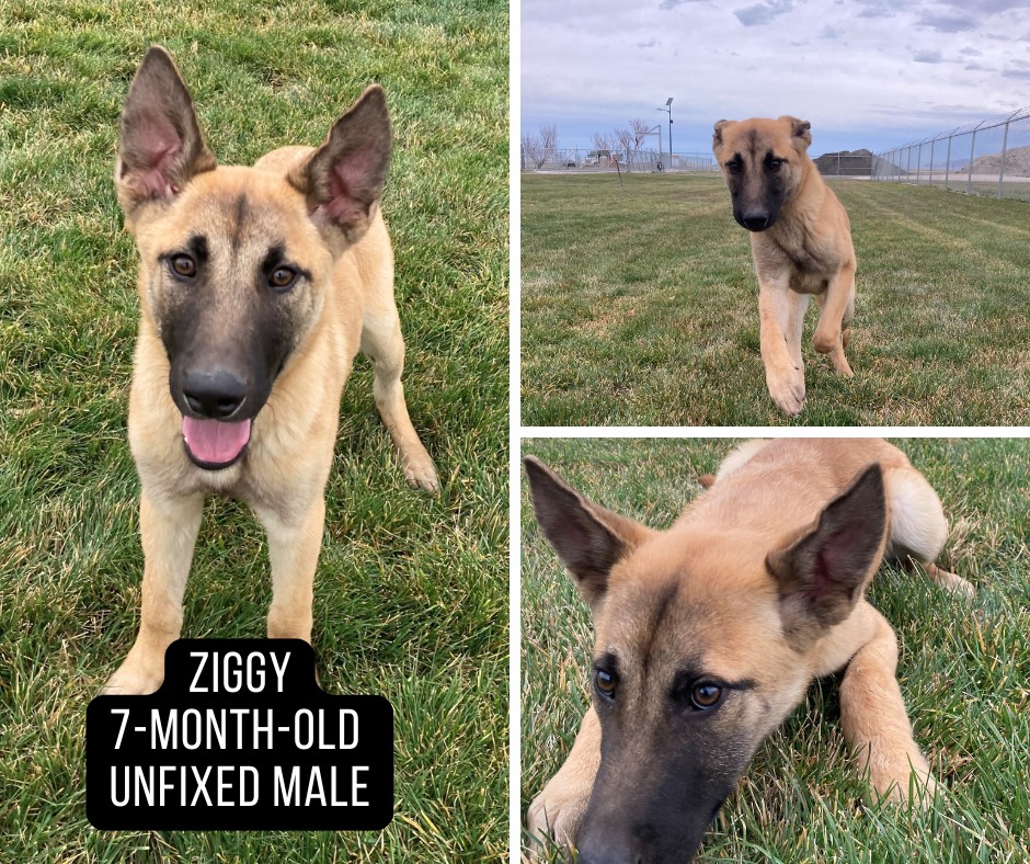 Adoptable dog named Ziggy.